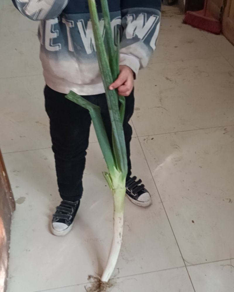 长白大葱