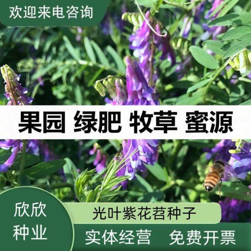 光叶紫花苕种子毛苕子种籽长柔毛野豌豆草籽果园绿肥养蜂蜜源