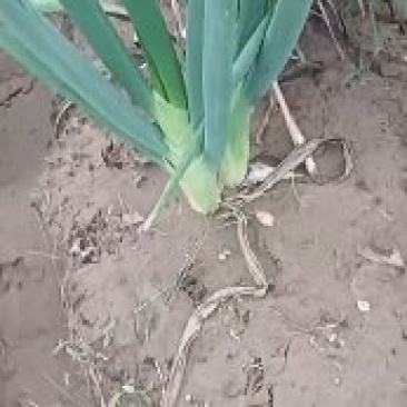 长白大葱