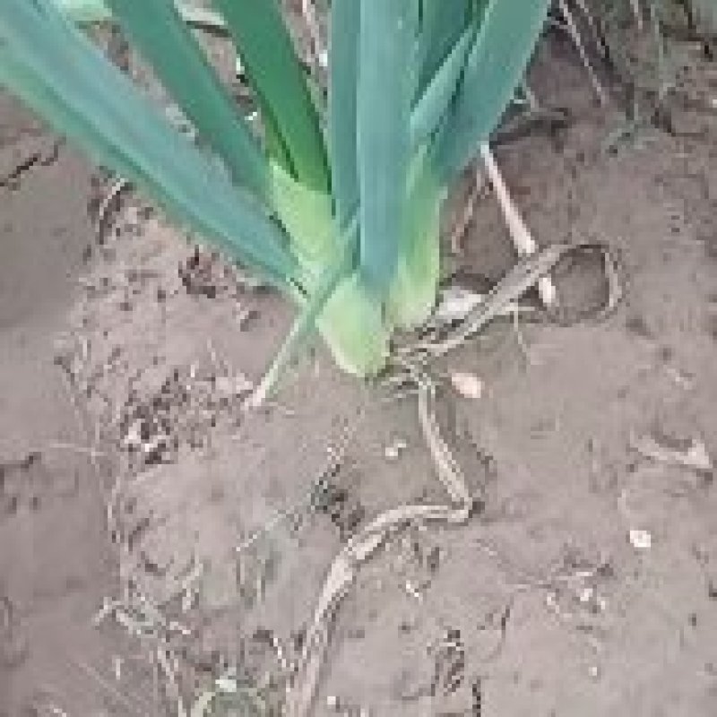 长白大葱