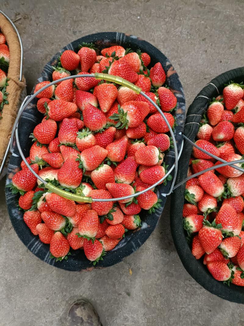 精品】山东草莓基地妙香草莓一手货源对接电商市场批发