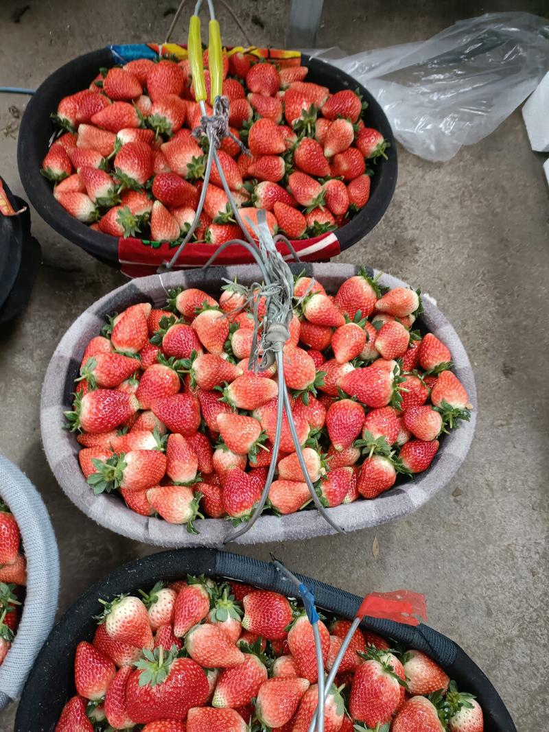 精品】山东草莓基地妙香草莓一手货源对接电商市场批发