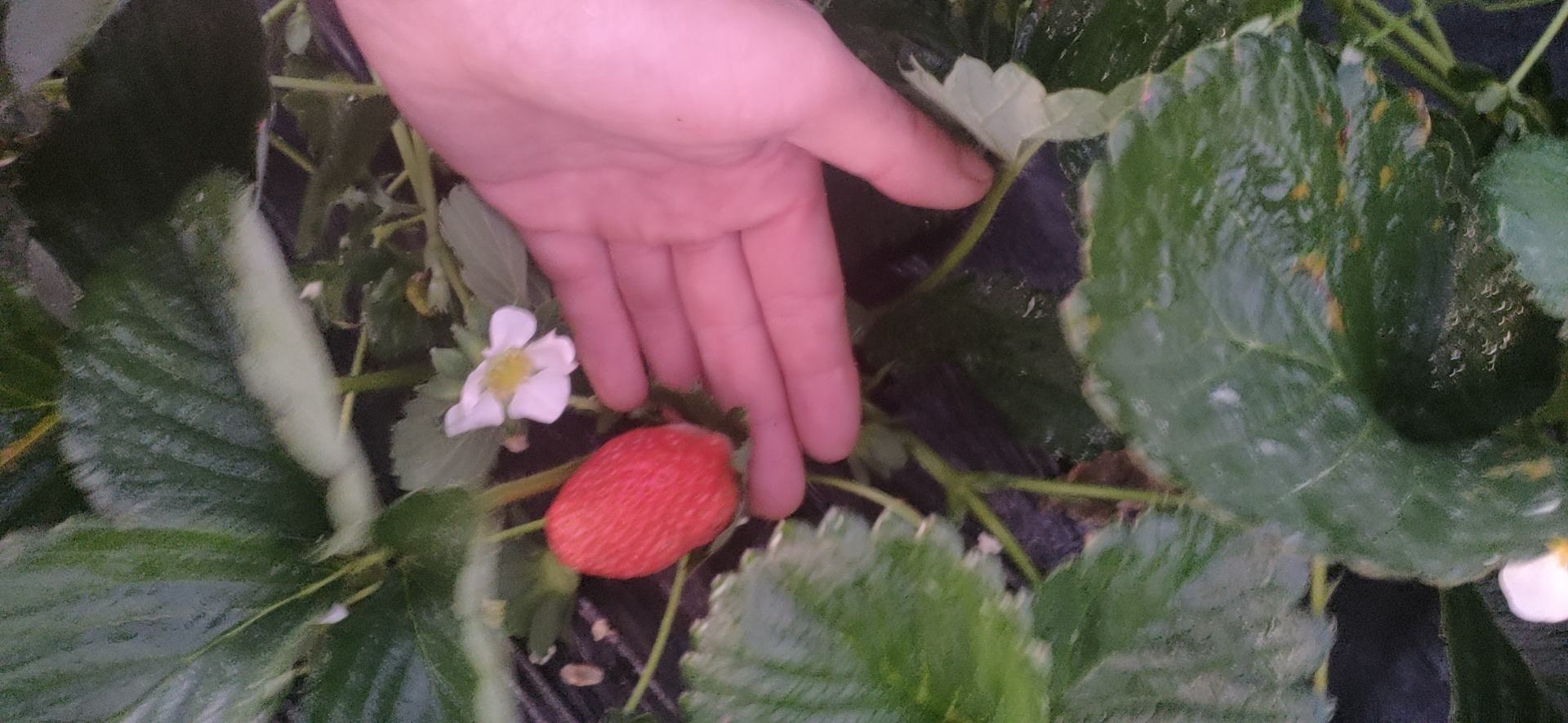 红颜草莓选购指南