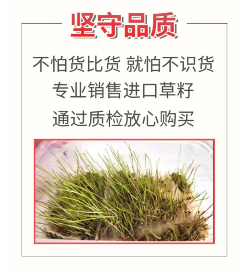 绿肥种籽苕子种长柔毛野豌豆种子果园紫花苕养蜂蜜源草种子
