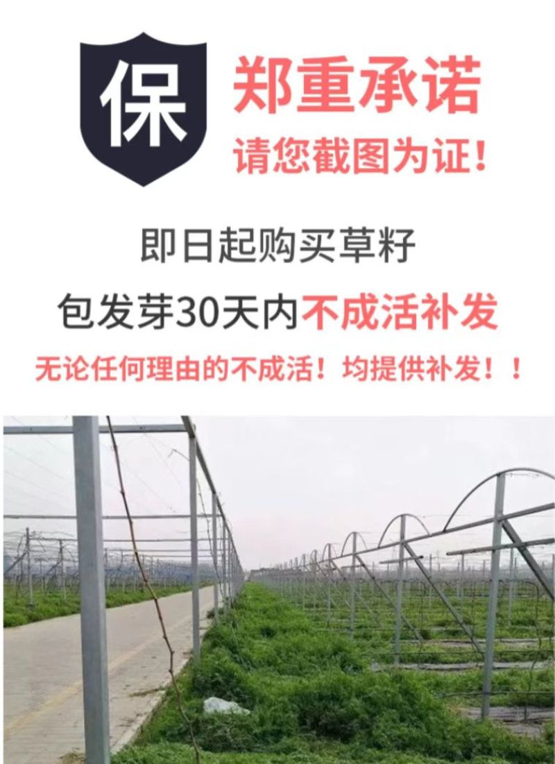 绿肥种籽苕子种长柔毛野豌豆种子果园紫花苕养蜂蜜源草种子