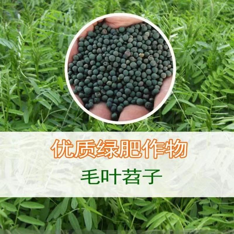 绿肥种籽苕子种长柔毛野豌豆种子果园紫花苕养蜂蜜源草种子