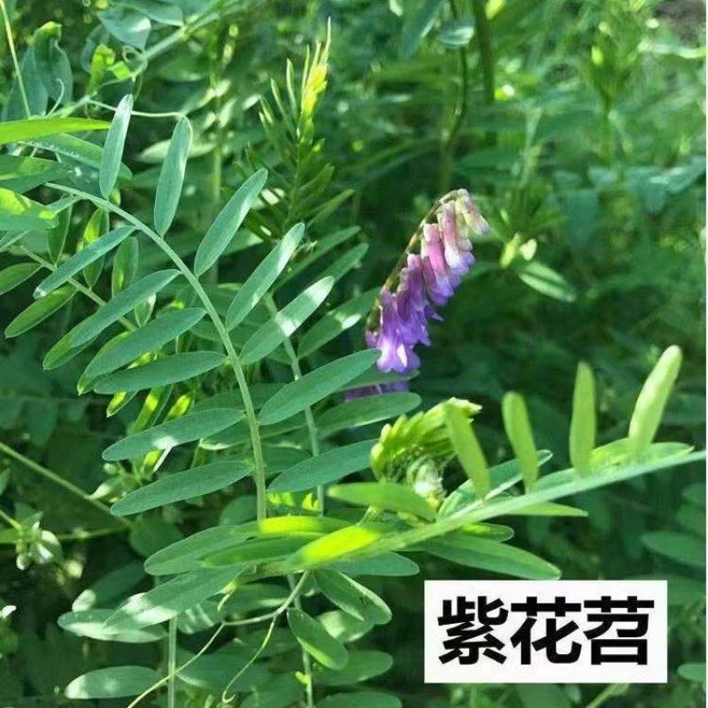 绿肥种籽苕子种长柔毛野豌豆种子果园紫花苕养蜂蜜源草种子
