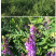 绿肥种籽苕子种长柔毛野豌豆种子果园紫花苕养蜂蜜源草种子