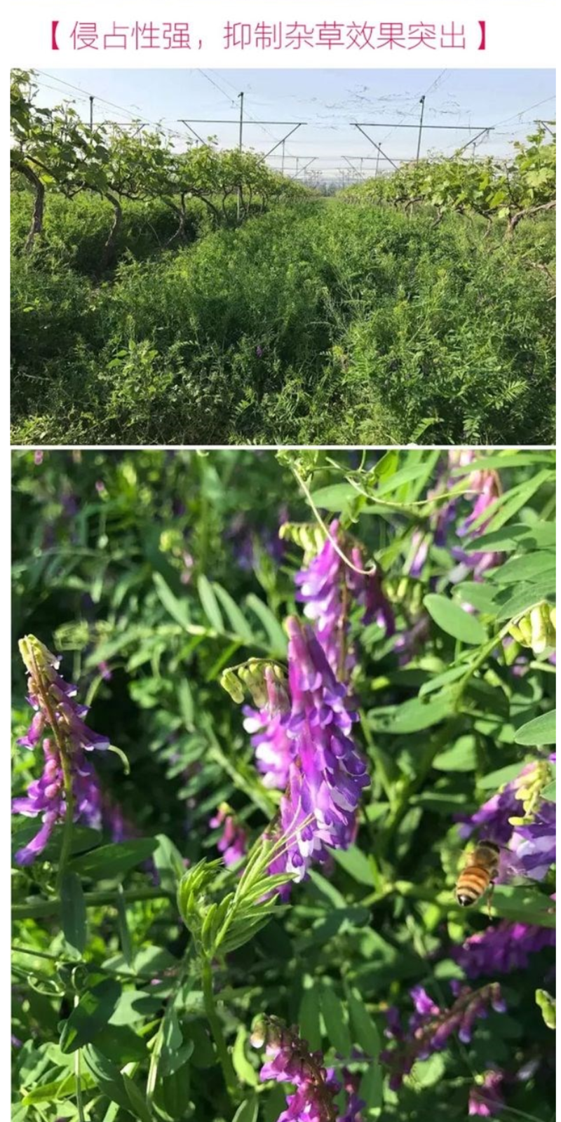 绿肥种籽苕子种长柔毛野豌豆种子果园紫花苕养蜂蜜源草种子