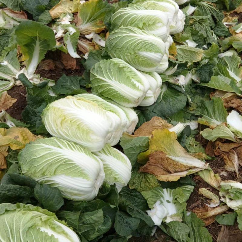 黄心白菜河南南阳产地一手货源，对接市场工厂，量大从优