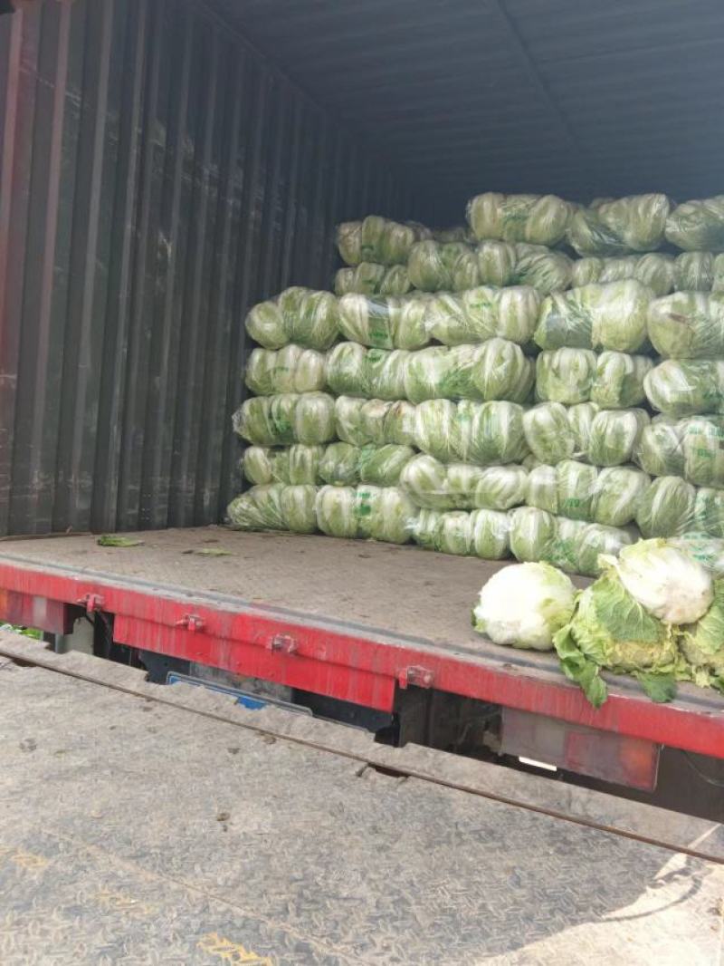 黄心白菜河南南阳产地一手货源，对接市场工厂，量大从优