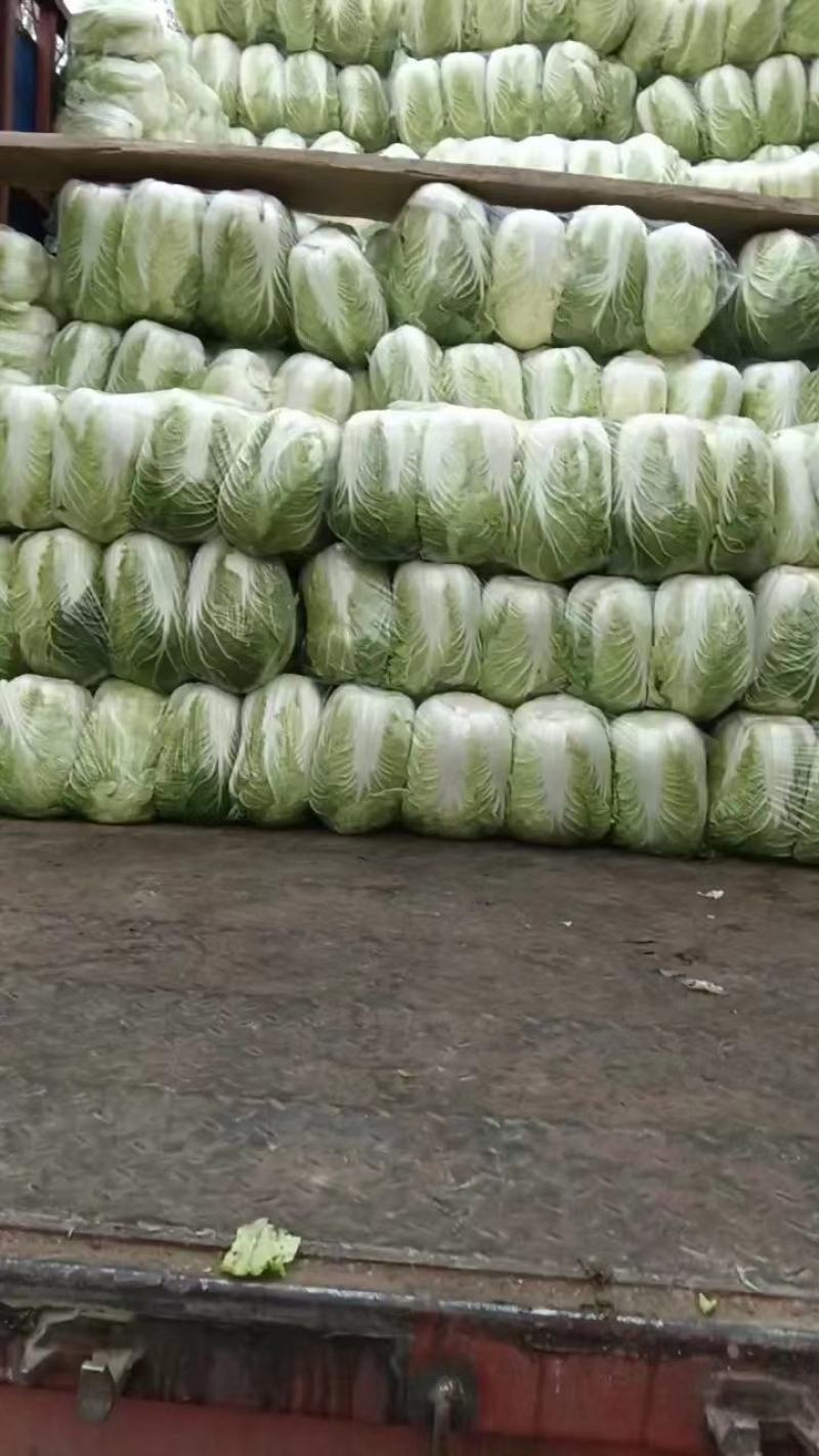 黄心白菜河南南阳产地一手货源，对接市场工厂，量大从优