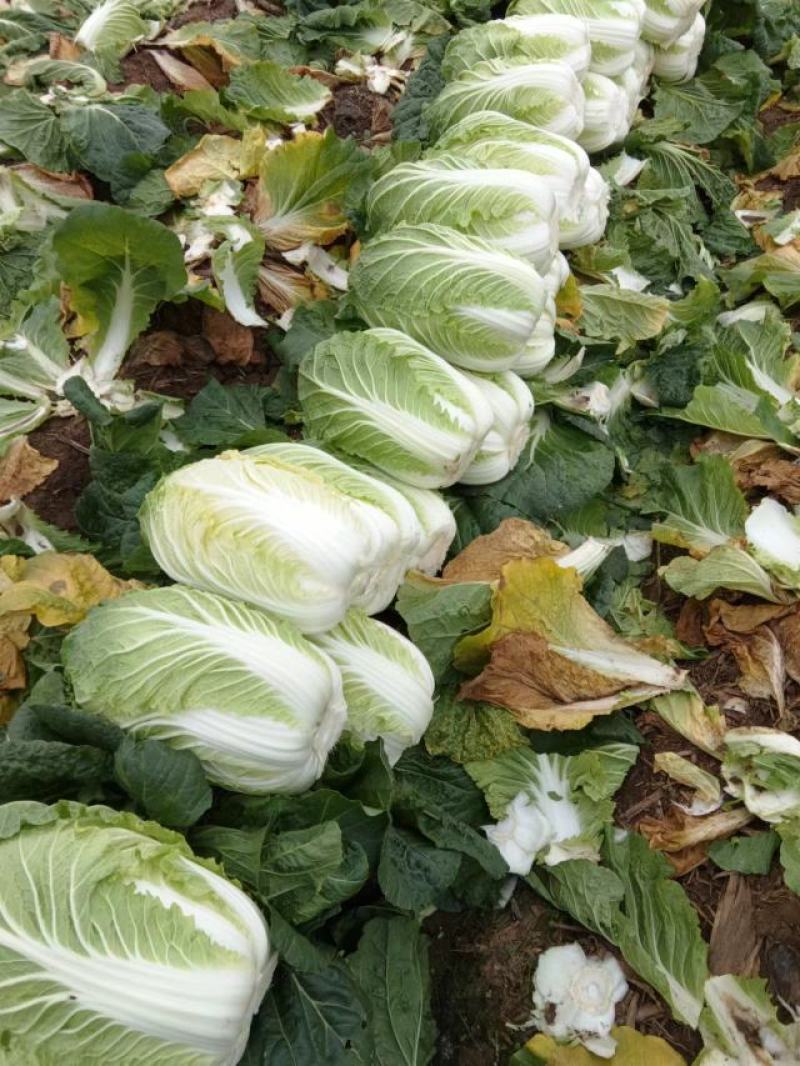 黄心白菜河南南阳产地一手货源，对接市场工厂，量大从优