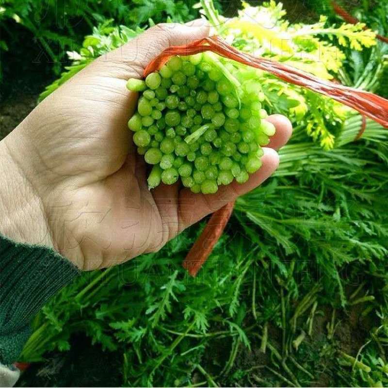 精品茼蒿，产地直发，可对接电商，超市，全国发货，欢迎来电