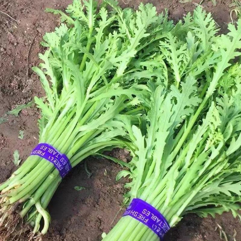 精品茼蒿，产地直发，可对接电商，超市，全国发货，欢迎来电