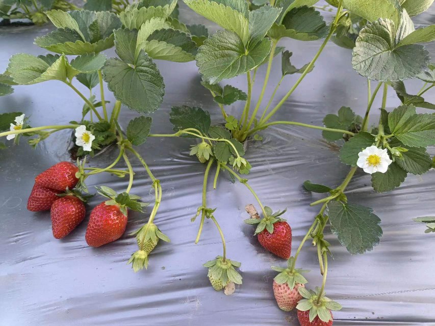 展示红颜草莓与章姬草莓在日本的培育起源及引进中国的时间线 红颜草莓与章姬草莓品种起源图示
