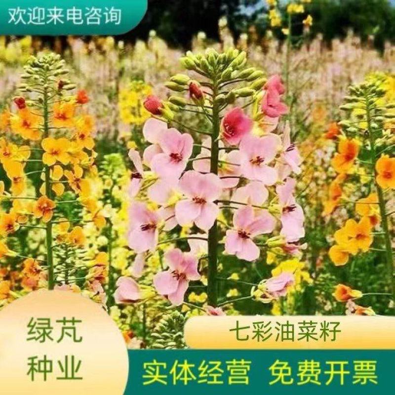 彩色油菜花种子七彩油菜籽耐寒室外庭院景观花海花草种籽高产