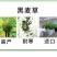 冬牧70黑麦草种子耐寒高产猪牛羊鸡鸭鱼鼠兔畜禽牧草籽四季