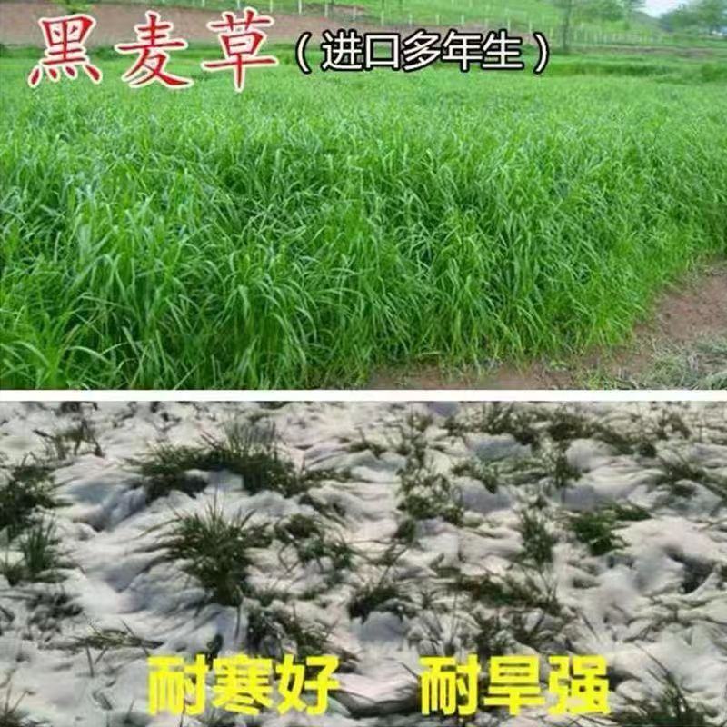 冬牧70黑麦草种子耐寒高产猪牛羊鸡鸭鱼鼠兔畜禽牧草籽四季