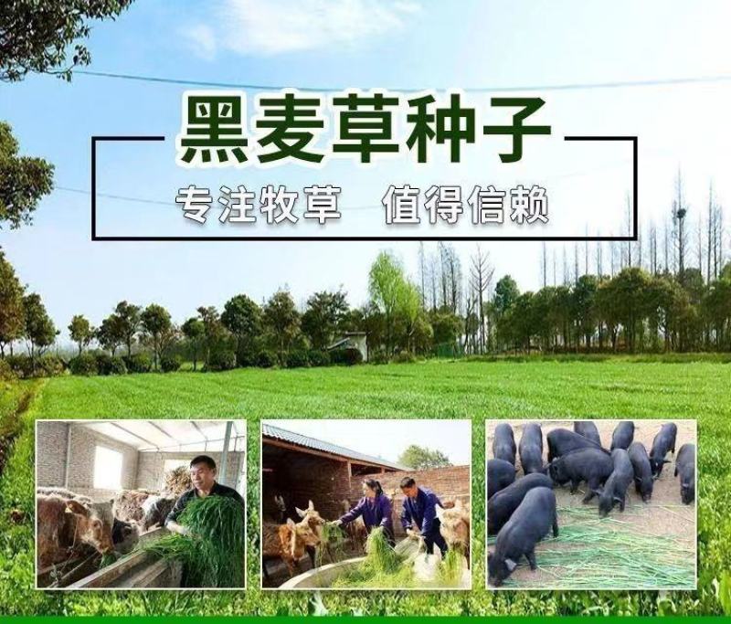 冬牧70黑麦草种子耐寒高产猪牛羊鸡鸭鱼鼠兔畜禽牧草籽四季