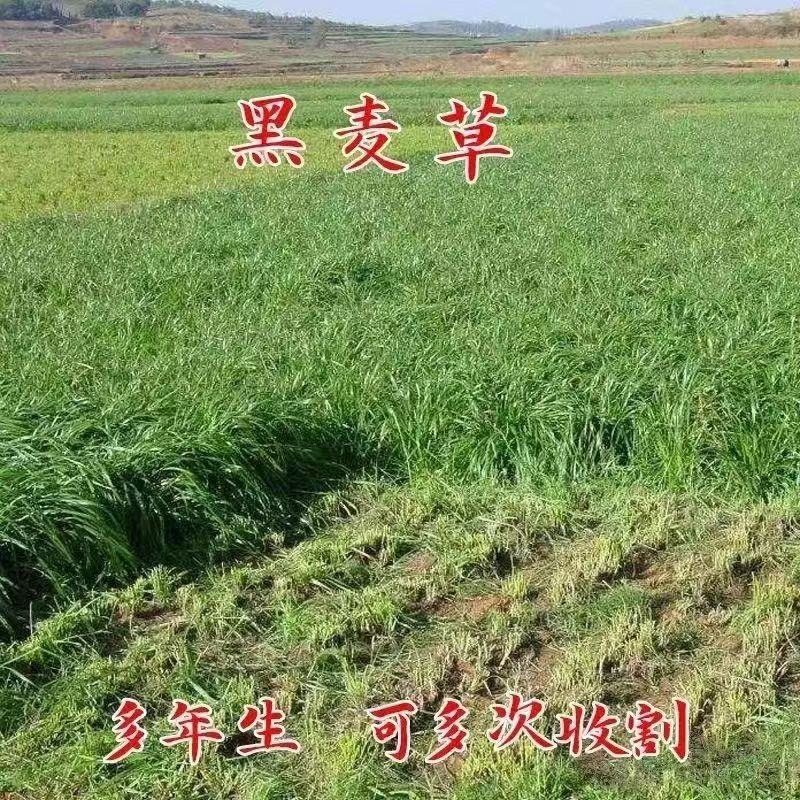 冬牧70黑麦草种子耐寒高产猪牛羊鸡鸭鱼鼠兔畜禽牧草籽四季