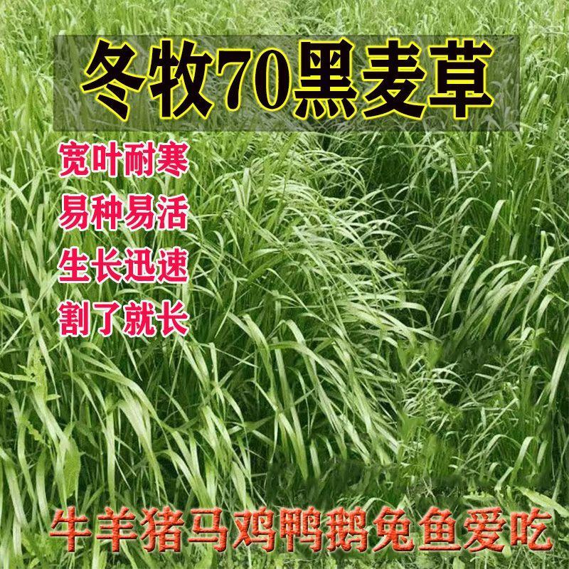 冬牧70黑麦草种子耐寒高产猪牛羊鸡鸭鱼鼠兔畜禽牧草籽四季