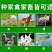 冬牧70黑麦草种子耐寒高产猪牛羊鸡鸭鱼鼠兔畜禽牧草籽四季