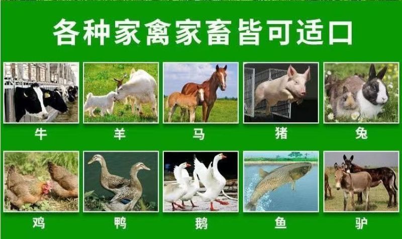 冬牧70黑麦草种子耐寒高产猪牛羊鸡鸭鱼鼠兔畜禽牧草籽四季