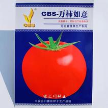 红色高圆大果沙瓤西红柿种子大果早熟有限生长大红番茄种子