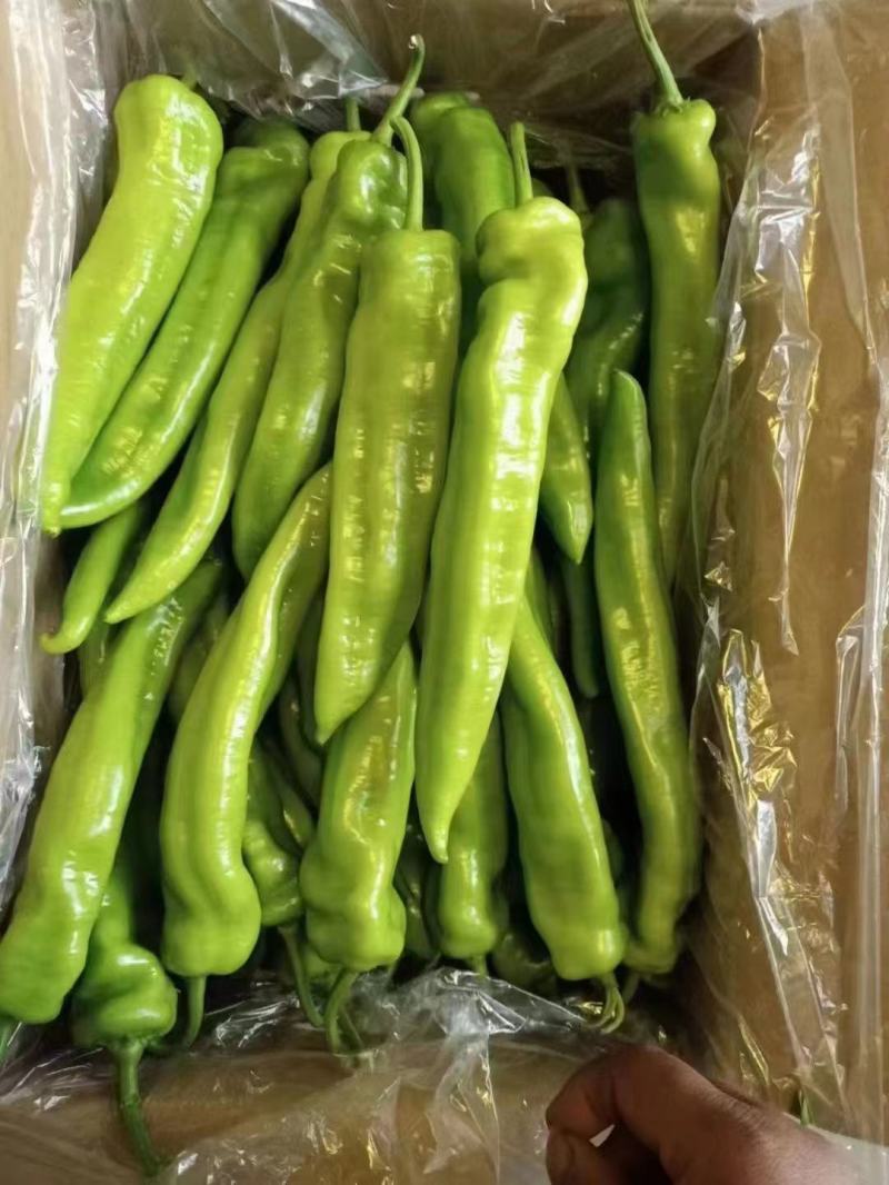 精品尖椒！产地直发，可对接电商，超市，全国发货，欢迎来电
