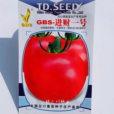 GBS进财一号无菌番茄种子耐寒极早熟高圆粉红西红柿种子