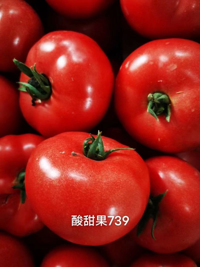 豫艺酸甜果番茄种子抗病毒基地专用种沙瓤水果西红柿种子