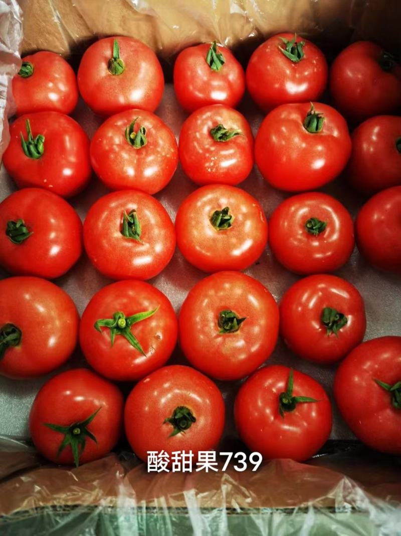 豫艺酸甜果番茄种子抗病毒基地专用种沙瓤水果西红柿种子