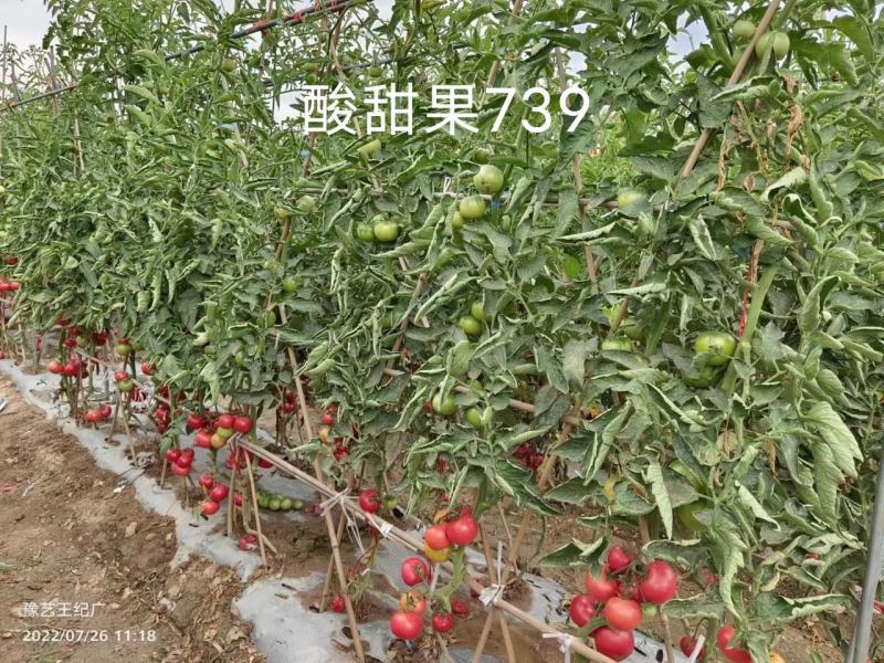 豫艺酸甜果番茄种子抗病毒基地专用种沙瓤水果西红柿种子