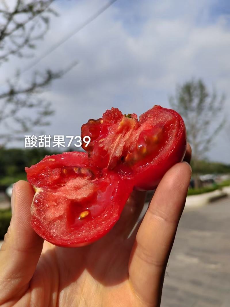 豫艺酸甜果番茄种子抗病毒基地专用种沙瓤水果西红柿种子
