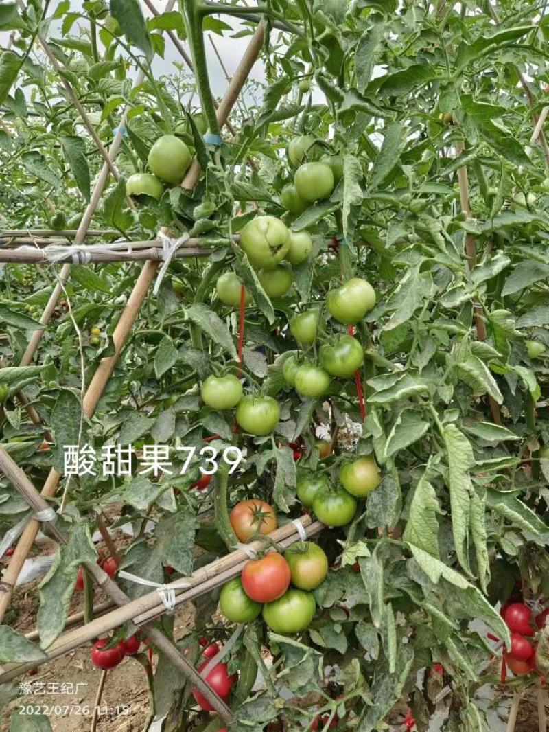 豫艺酸甜果番茄种子抗病毒基地专用种沙瓤水果西红柿种子