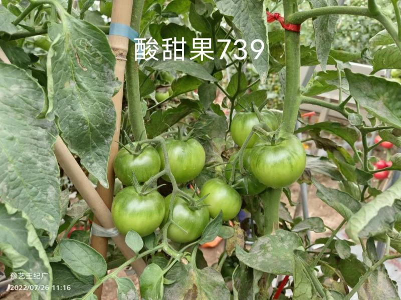 豫艺酸甜果番茄种子抗病毒基地专用种沙瓤水果西红柿种子