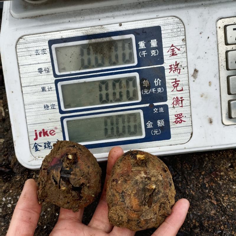 2025年马蹄荸荠预订批发产地供应代发