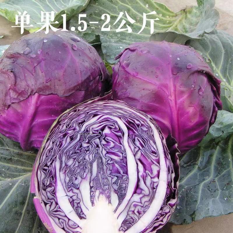 精品紫甘蓝，产地直发，可对接电商超市，全国发货，欢迎来电