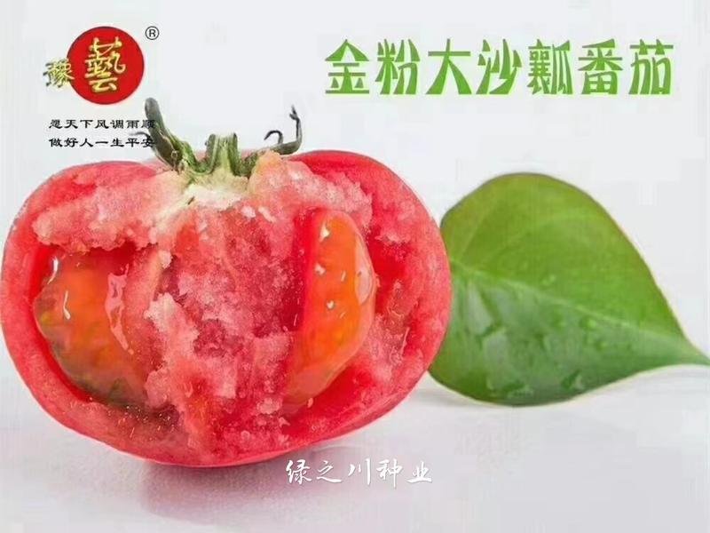 豫艺抗TY金粉沙瓤大番茄种子大果沙瓤西红柿种子自封顶