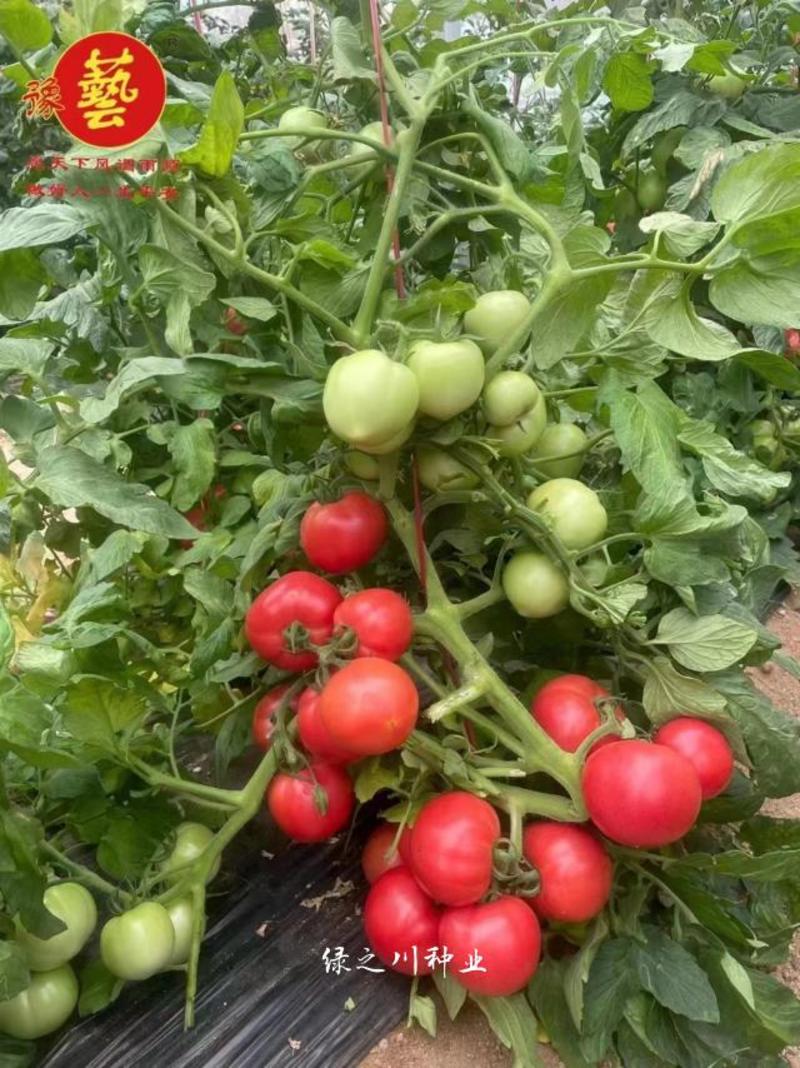豫艺抗TY金粉沙瓤大番茄种子大果沙瓤西红柿种子自封顶