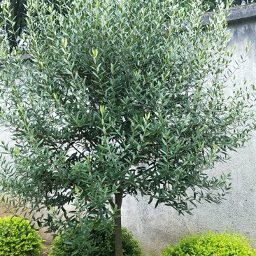 油橄榄