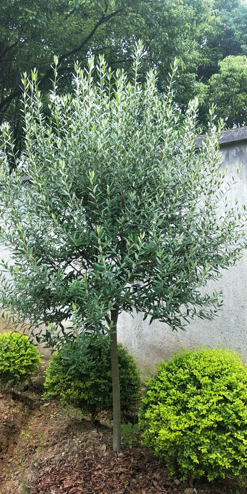 油橄榄