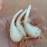 藠头