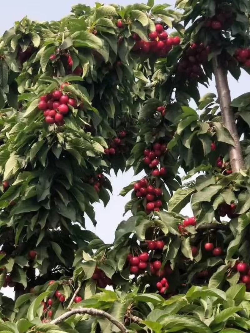 吉塞拉矮化樱桃苗，车厘子大樱桃，结果早，口感脆甜，丰产