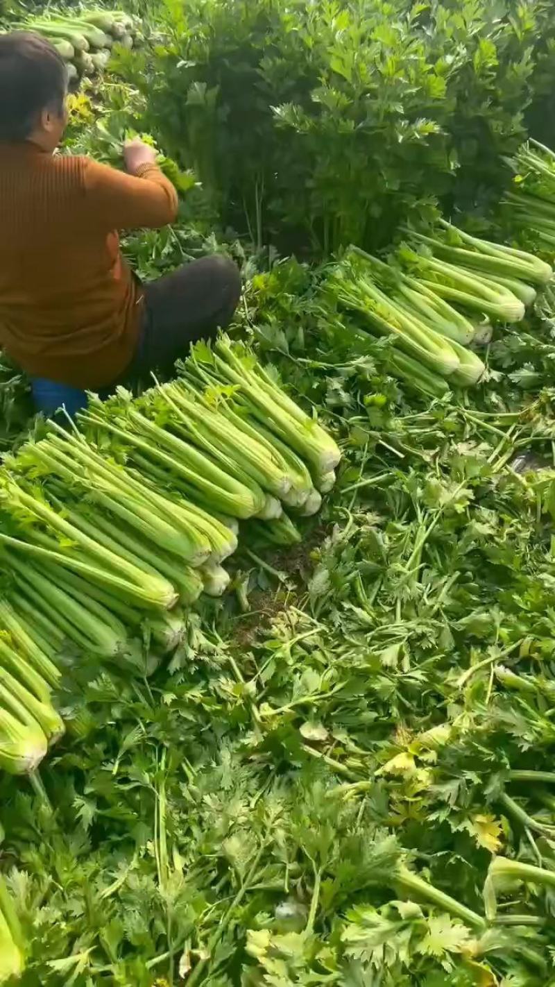 周口芹菜，西芹大/中/小/颗大量供应，视频看货，诚信经营