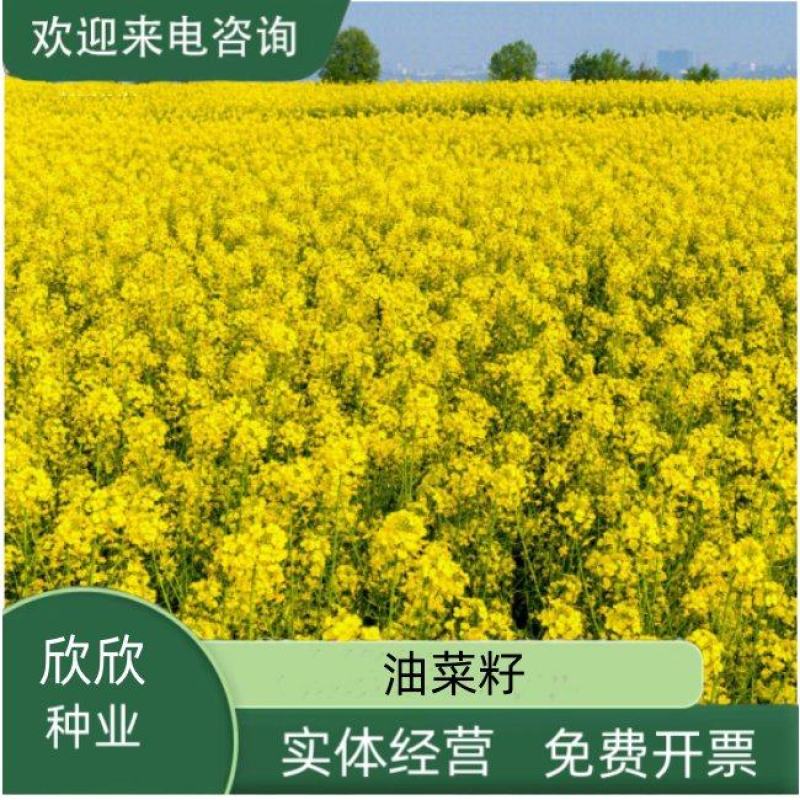 油菜籽种子四季易种早熟98天高产夏季油菜籽冬油菜籽