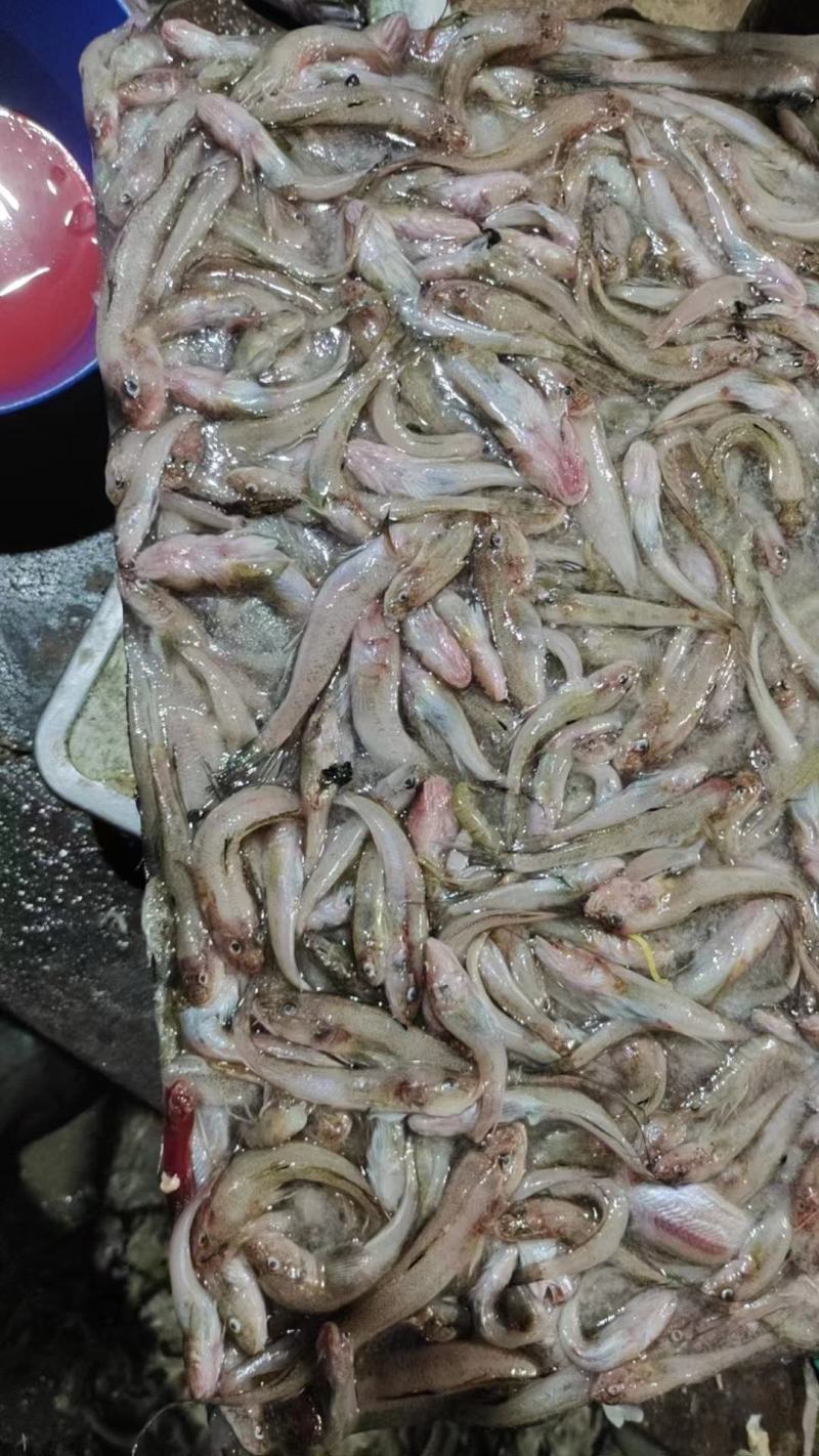 纯狗丁鱼，新鲜捕捞，适合狐狸，大闸蟹养殖用