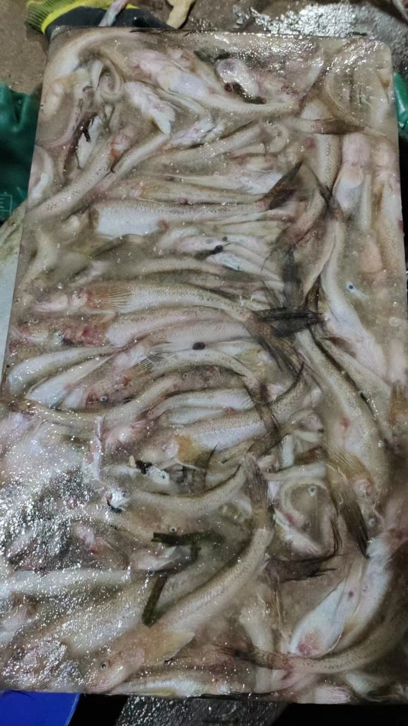 纯狗丁鱼，新鲜捕捞，适合狐狸，大闸蟹养殖用