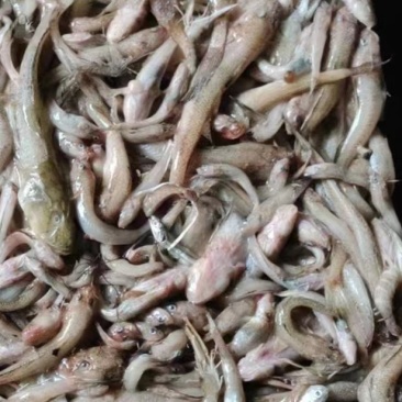 纯狗丁鱼，新鲜捕捞，适合狐狸，大闸蟹养殖用